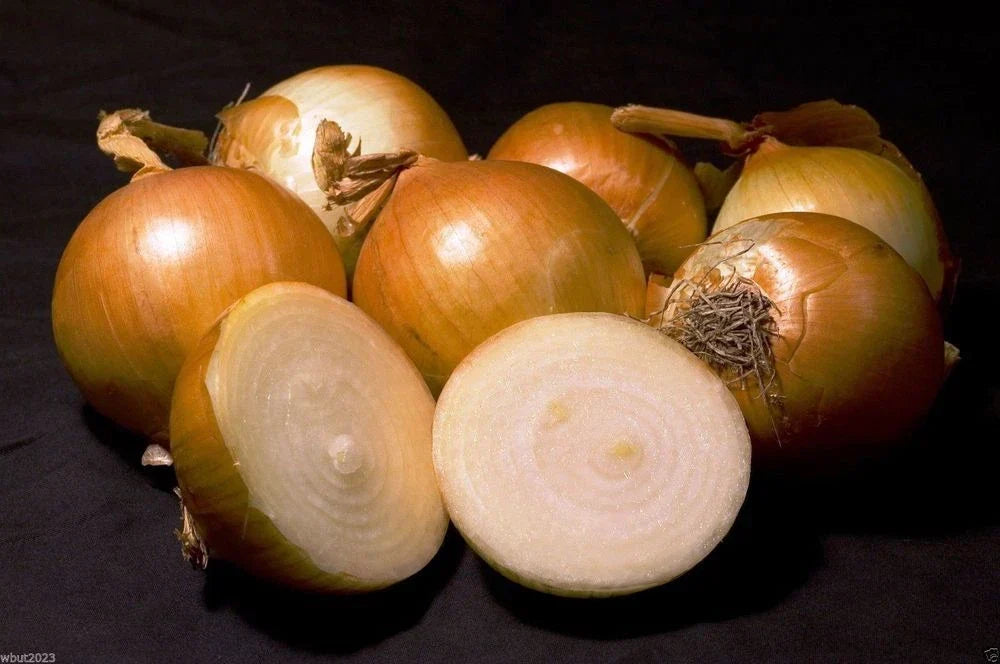 Onion Seeds Packet - Texas 1015Y Super Sweet - Allium cepa - Non-GMO, High Germination Rate for Slicing and Cooking