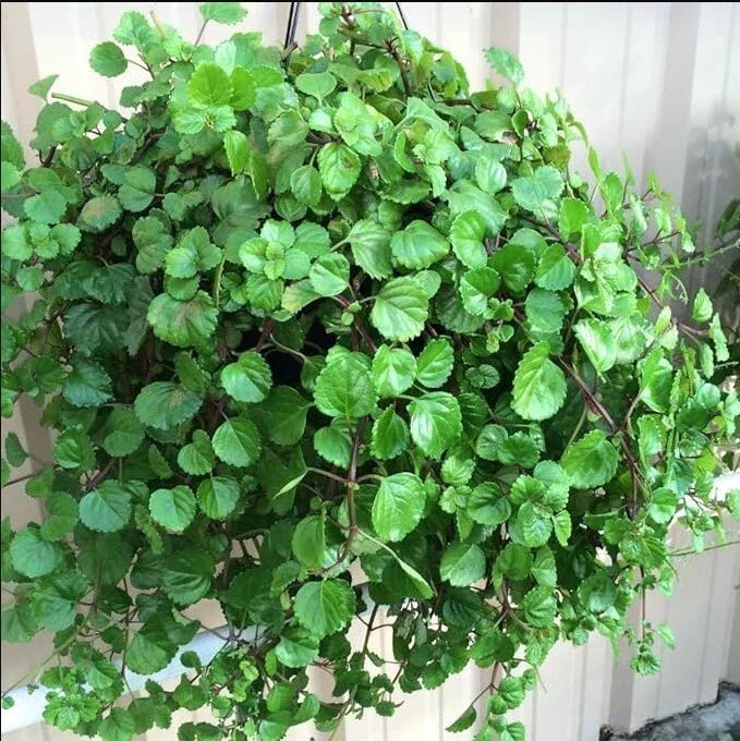 Swedish Ivy Live Plant 4" Pot - Green Plectranthus Houseplant - 2 in 1 Arrangement - Plectranthus australis