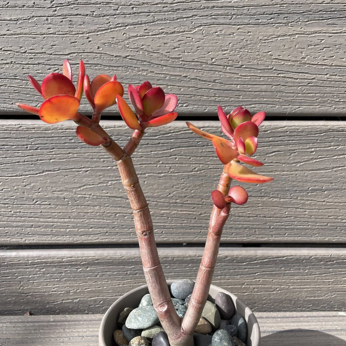 RARE RED AKAI Jade Succulent 7-8” Bare Rooted Crassula Ovata Bonsai Tree - Low Maintenance Indoor Plant with Red-Tipped Leaves