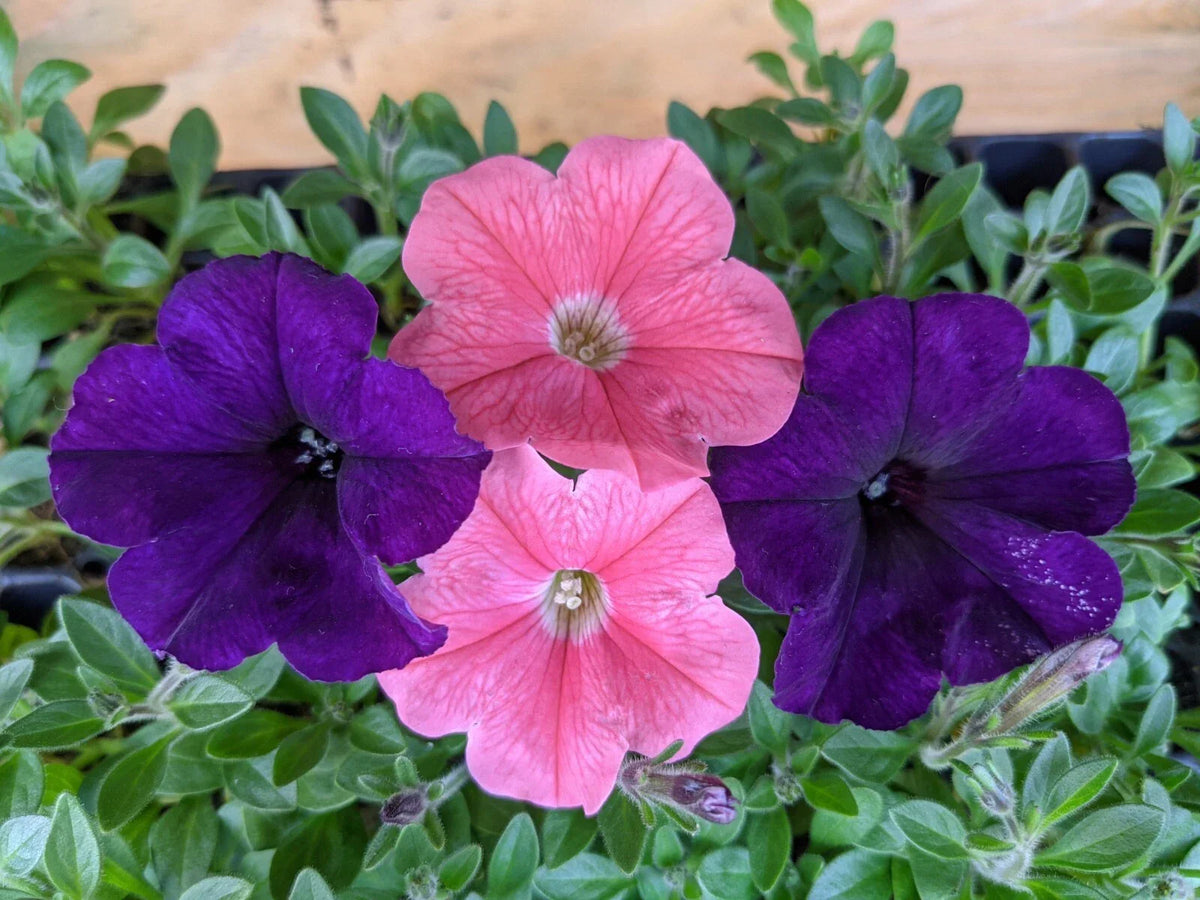 Petunia Combo Live Plants, 10 Baby Plugs, E3 Easy Wave Coral & Navy Velour, Petunia x hybrida, Annuals, Full Sun