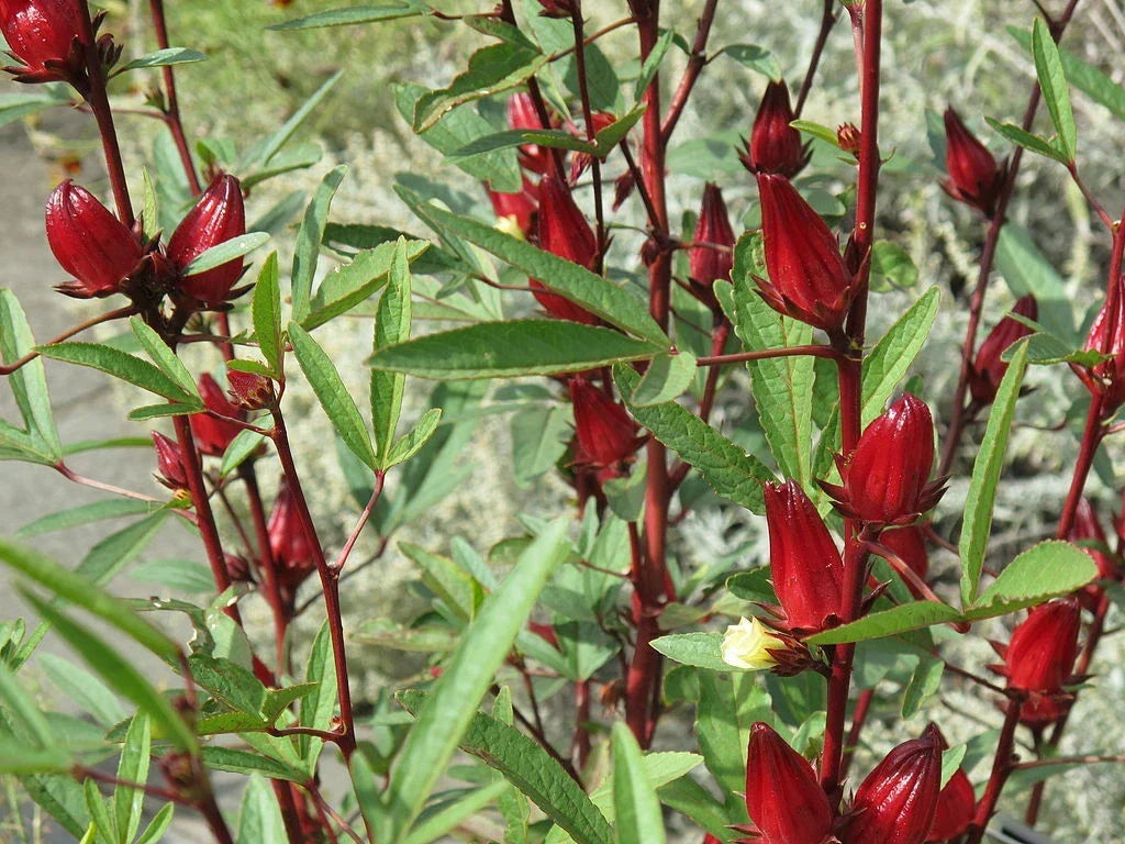 50 Roselle Seeds - Organic Hibiscus sabdariffa - Asian Sour Leaf - Ideal for Culinary Use - High Germination Rate