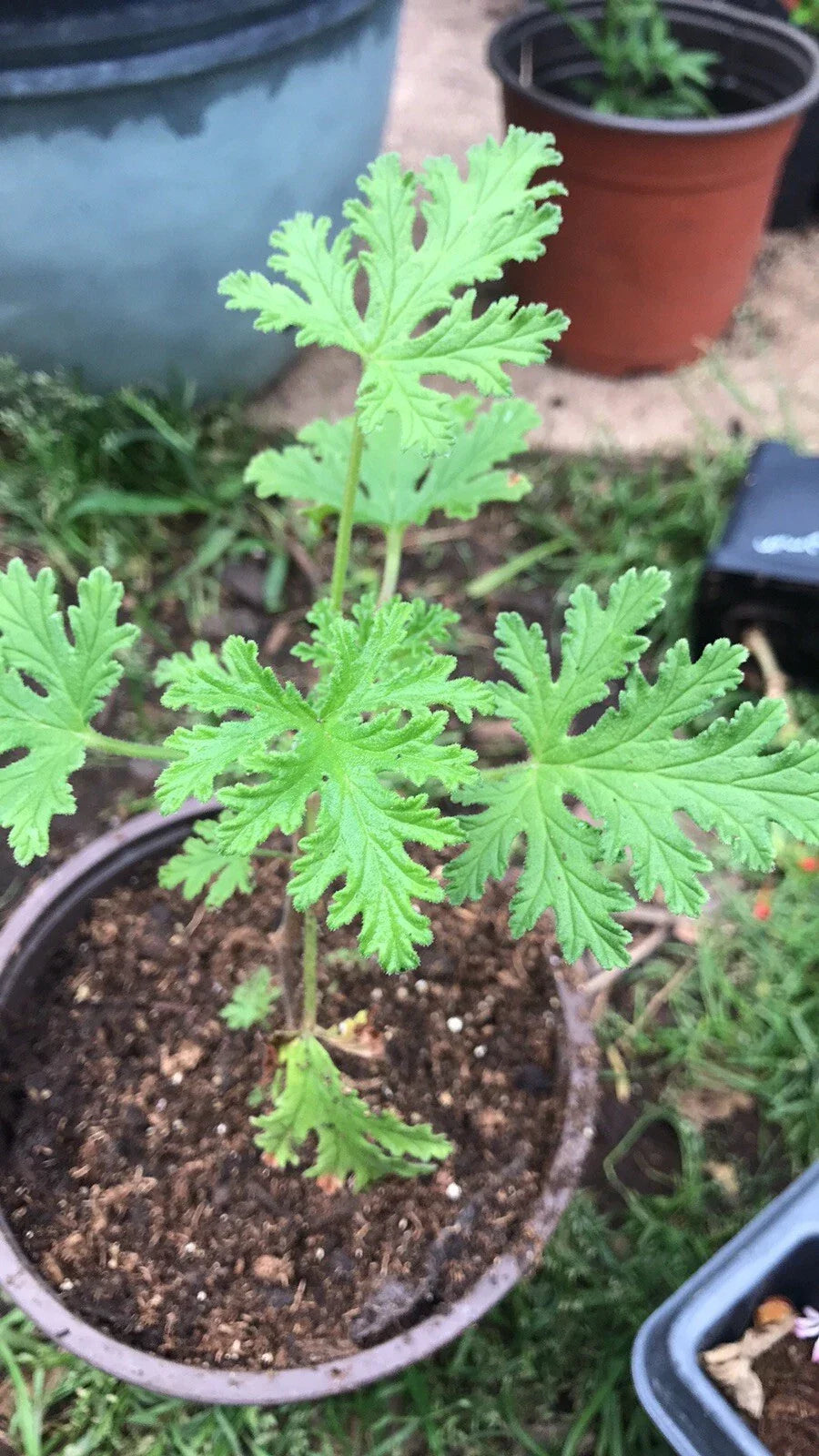 Citronella Geranium Live Plant - 4-Inch Pot - Scented Aromatic - Pelargonium 'Citrosum' - Natural Mosquito Repellent