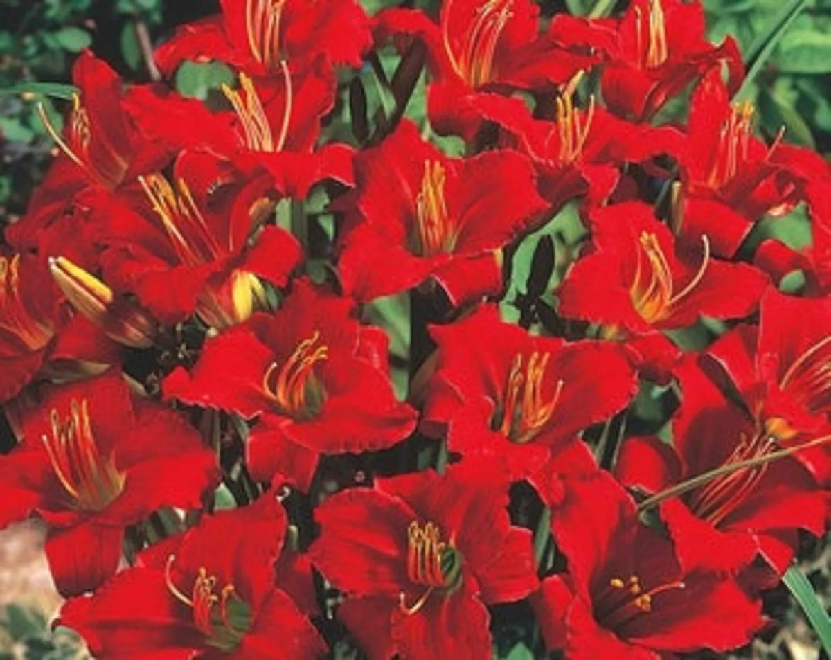 Mixed Daylily Bareroot Plants - 5 Count - Sprouting Hemerocallis spp. - Colorful Perennial Garden Flowers