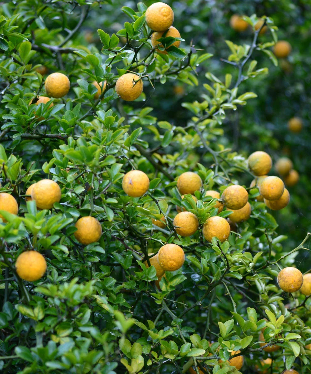Trifoliate Hardy Orange Tree Seedling 4-6 Inch Poncirus trifoliata - Fully Rooted Cold-Hardy Citrus Plant for Gardens