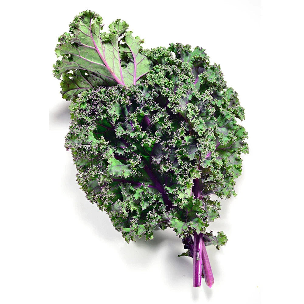 Red Kale Seeds - 300+ Non-GMO Heirloom Seeds for Organic Gardening - Brassica oleracea var. sabellica