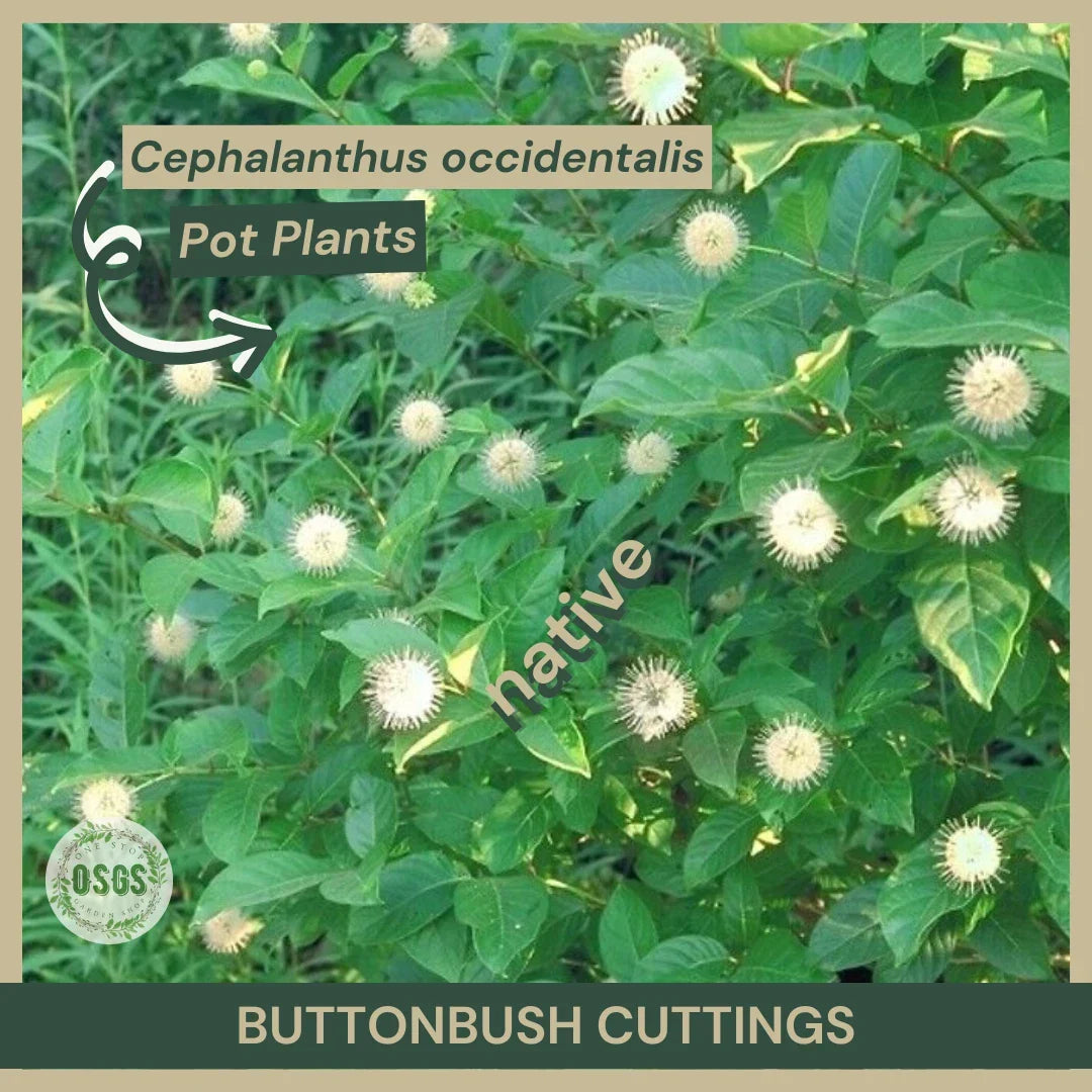 Buttonbush Cuttings 12" Fresh Cuttings Cephalanthus occidentalis Native Wetland Plant for Wildlife Gardens and Pollinator Habitats