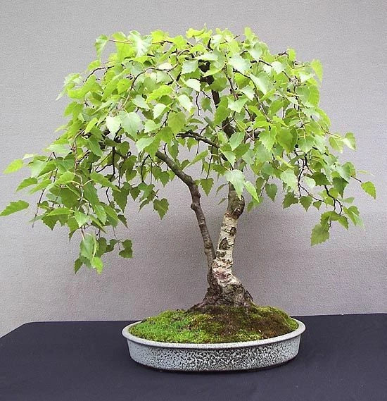 White Paper Birch Tree Seeds - 100 Pack - Betula papyrifera - Ideal for Bonsai Cultivation and Ornamental Gardening