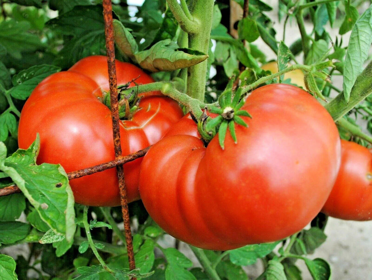 Organic Beefsteak Tomato Seeds - 150+ Count - Heirloom Variety for Summer Garden - Solanum lycopersicum