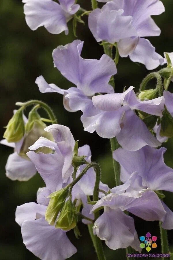 Chelsea Centenary Sweet Pea Seeds - 50 Pack - Lathyrus odoratus - Vibrant Fragrant Flowers for Garden Planting - Heirloom Seeds