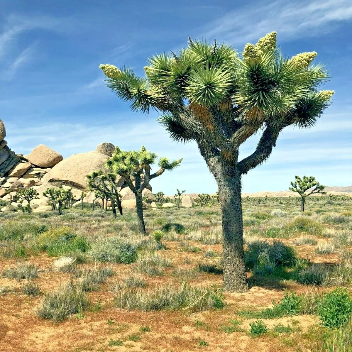 Joshua Tree Seeds - Rare Yucca brevifolia - Flowering Cacti Succulent Variety - Drought Tolerant Xeriscaping Essentials