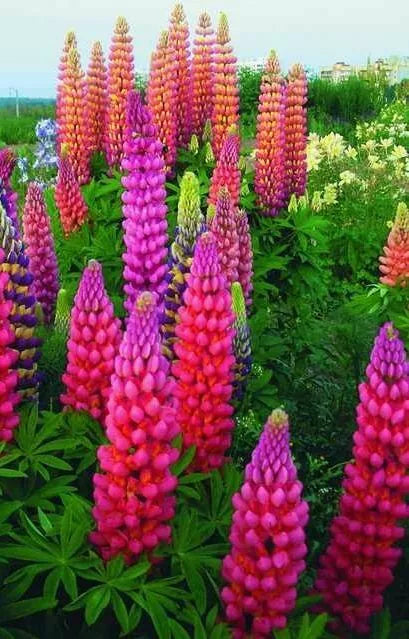 Lupine Seeds 25 Pack - Pink Purple Orange Perennial Flowers - Lupinus polyphyllus - Attracts Pollinators - US Seller