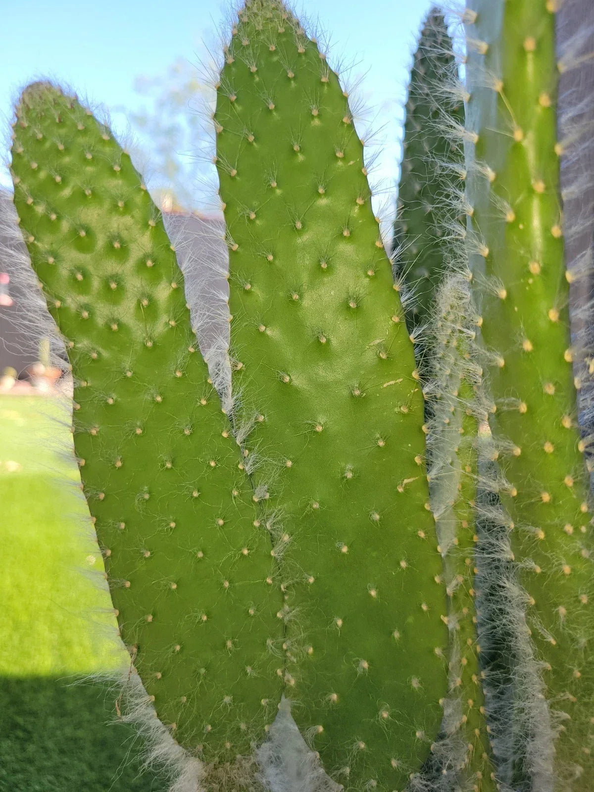 Opuntia Snow White Prickly Pear Cactus Cutting - Rare 1x Pad - Unique Succulent for Home Decor - Opuntia spp.