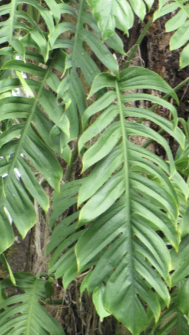 3 Cuttings Epipremnum Pinnatum Dragon’s Tail Plant - Live Indoor Houseplant Cuttings for Propagation
