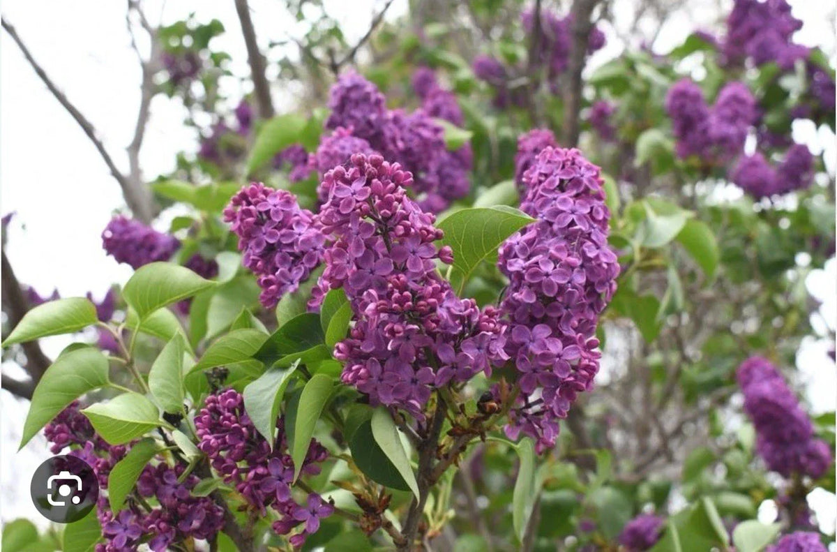Congo Lilac Starter Plant 4-8” Well Rooted Purple Flowers Syringa Vulgaris - Fragrant Easy Care Garden Addition