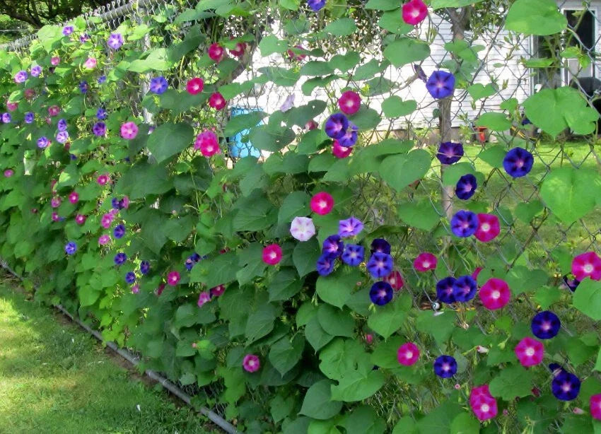 Morning Glory Seeds 100 Count Mix - Colorful Vining Flowers - Ipomoea tricolor, I. purpurea - Attract Butterflies & Hummingbirds