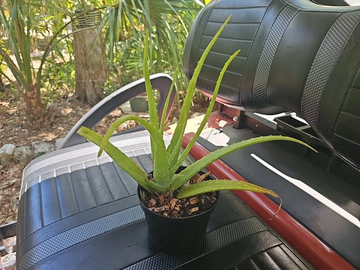 Aloe Vera Plant 15" Organic Succulent, Aloe Barbadensis, Miracle Plant, USA Grown, Easy Care Houseplant, Air Purifier