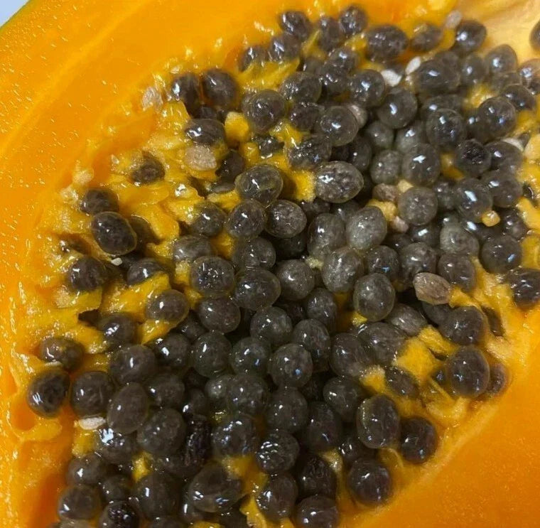 Gold Yellow Papaya Seeds - 50 Seeds - Carica papaya - Tropical Fruit Tree for Home Garden