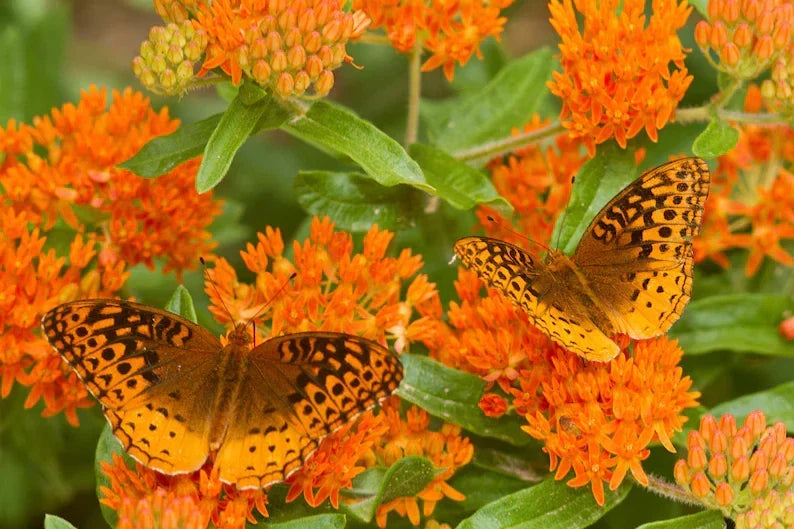 Butterfly Weed Live Starter Plant, Native Perennial, Orange Blooms, Monarch Attracting, Asclepias tuberosa
