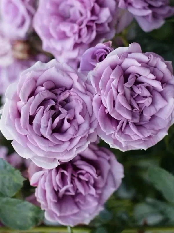 Quicksilver Climbing Rose Cuttings Set of 3 Unrooted 6 Inch Fresh Rosa ‘Quicksilver’ for Propagation and Climbing Plants