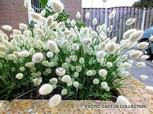 Bunny Tails Seeds - Lagurus Ovatus - Rare Exotic Flowering Plant - 1 Pack - Fluffy Grass for Garden and Indoor Decor