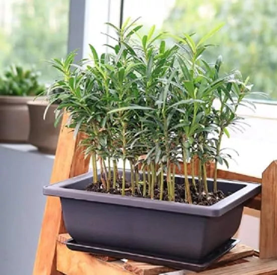 Willow Bonsai Tree Forest Kit - 8 Inch Pot, 15 Trees - Salix spp. - Indoor/Outdoor Starter Plant for Beginners