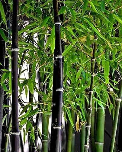Black Bamboo Seeds - 150+ Fast Growing Privacy Screen - Phyllostachys nigra - Elegant Black Stems for Gardens