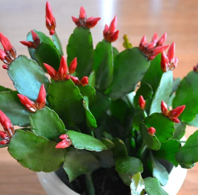 Easter Cactus Live Plant 2-4" Red Rhipsalidopsis gaertneri | Indoor Flowering Cactus with Stunning Blooms
