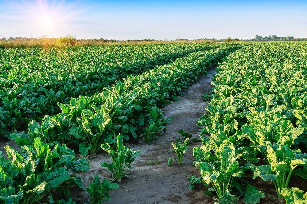 Sugar Beet Seeds 500 Count - Whitetail Deer Attractant - Beta vulgaris - High-Energy Food Plot for Wildlife Habitat