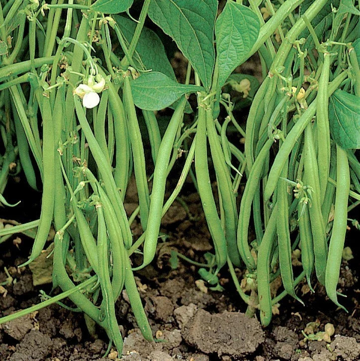 Bulk Green Bean Seeds | Blue Lake 274 Variety | Phaseolus vulgaris | High-Yielding Bush Beans for Home Garden or Commercial Use