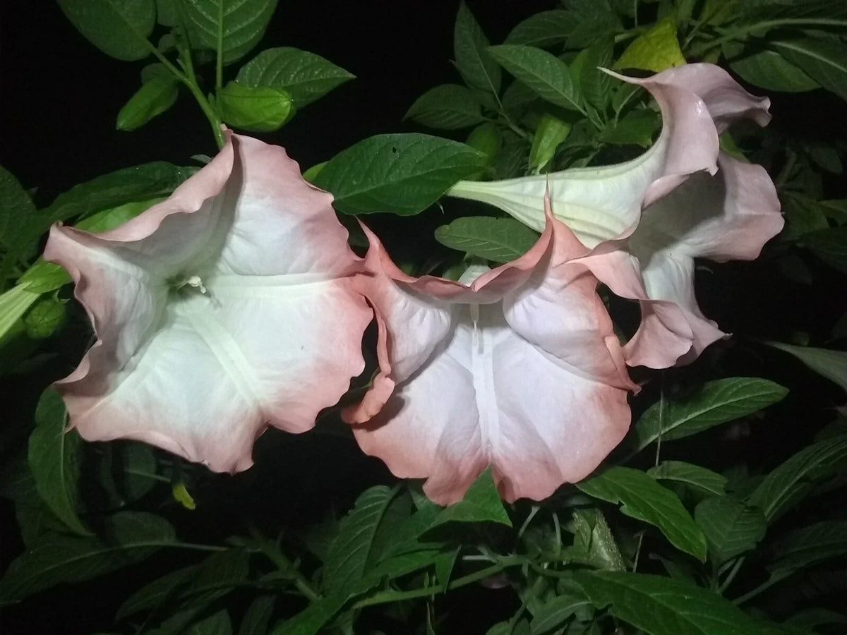 Brugmansia Cuttings - 3 Pink/Peach Angel Trumpet Cuttings - Fragrant Flowers - Brugmansia spp. - Easy to Grow