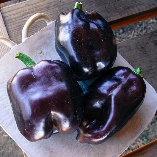 Purple Beauty Bell Pepper Seeds - 25 Non-GMO Heirloom Seeds - Capsicum annuum - Vibrant Purple Color, Ideal for Garden & Containers