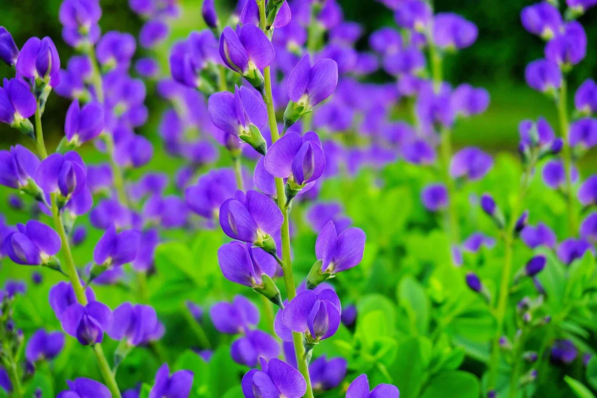 50 Blue False Indigo Seeds - Baptisia australis - Hardy Perennial for Zones 3-10 - Easy to Grow & Drought-Tolerant