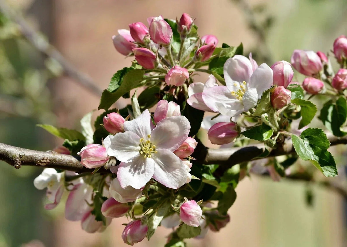 Apple Blossom Tree Seeds - 10 Non-GMO Seeds - Tropical Flowering Plant - Cassia javanica for Gardens and Landscaping