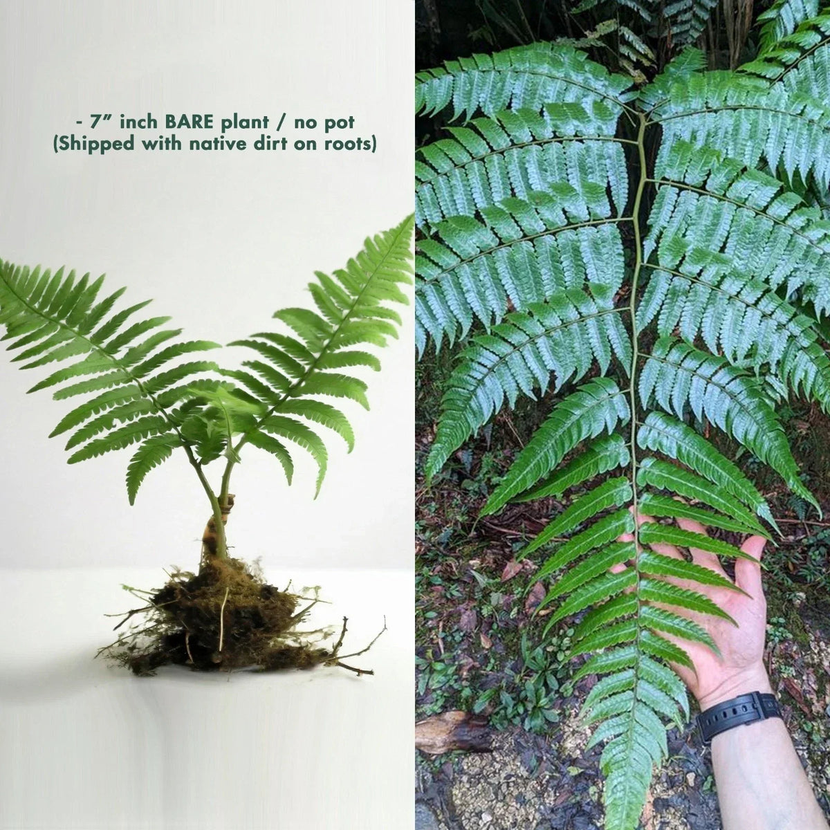 Rare LIVE 7" Cyathus Borinquena Tree Fern - Exotic Tropical Plant for Indoor/Outdoor Gardens - Cyathea borinquena