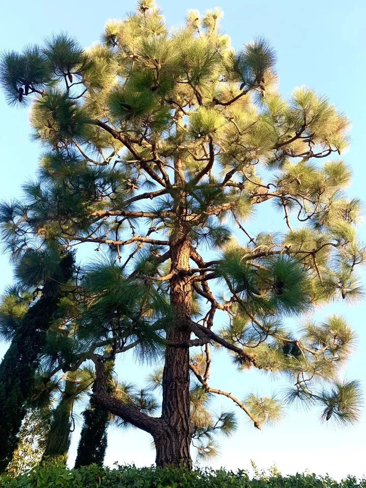Canary Island Pine Seeds - 40 Count - Pinus Canariensis - Fresh USA Grown 2024