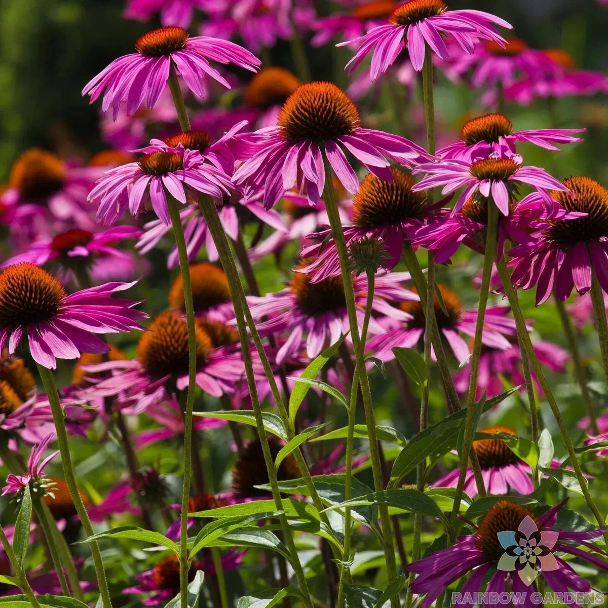 Pink Coneflower Seeds - 200+ Count - Rudbeckia - USA Grown for Vibrant Garden Blooms