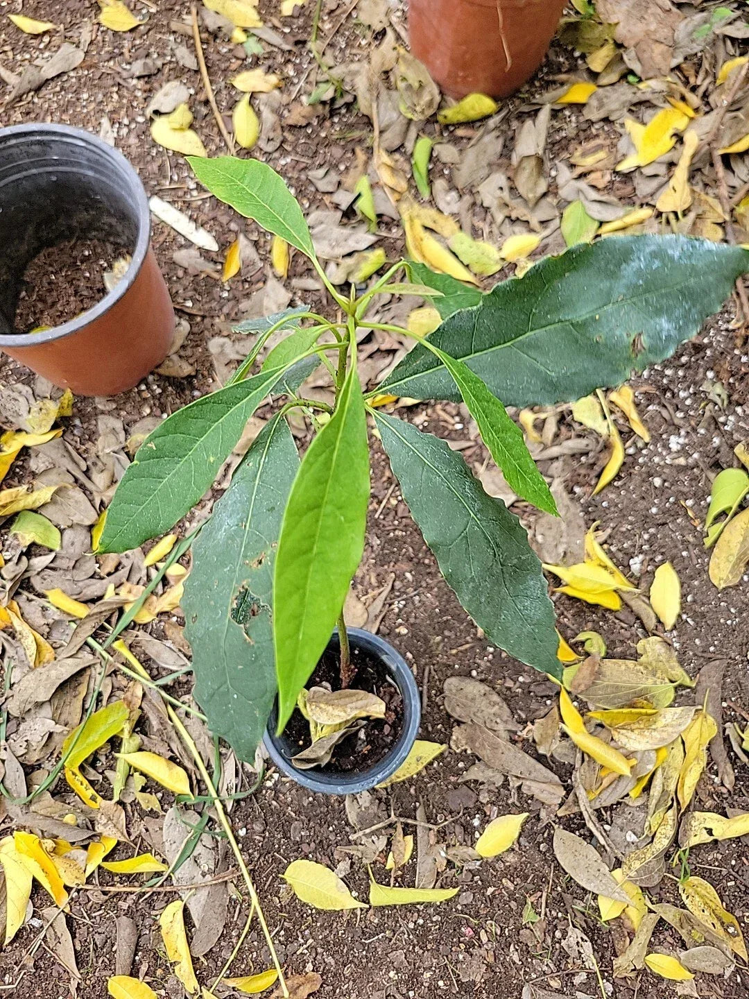Dwarf Avocado Tree Starter Plant - Cold Hardy Avozilla, Persea americana - Delicious Flavor for Small Gardens and Patios