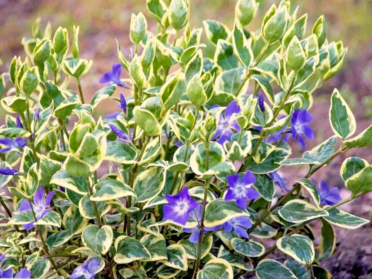 Variegated Vinca Vines - 10" Plants for Pots or Ground Cover, Perennial Plant (Vinca minor) - 6+ Plants