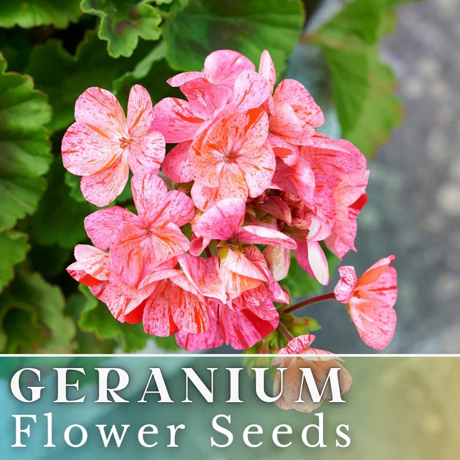 Geranium Seeds - 100+ Creamsicle Burst - Fragrant Flower Seeds - Non-GMO - Pelargonium spp.