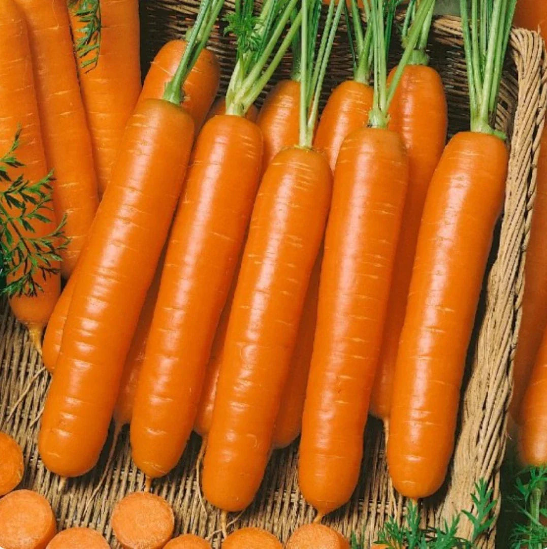 Little Finger Baby Carrot Seeds - 1,500 Non-GMO Seeds - Daucus carota - Ideal for Home Gardening and Vegetable Gardens