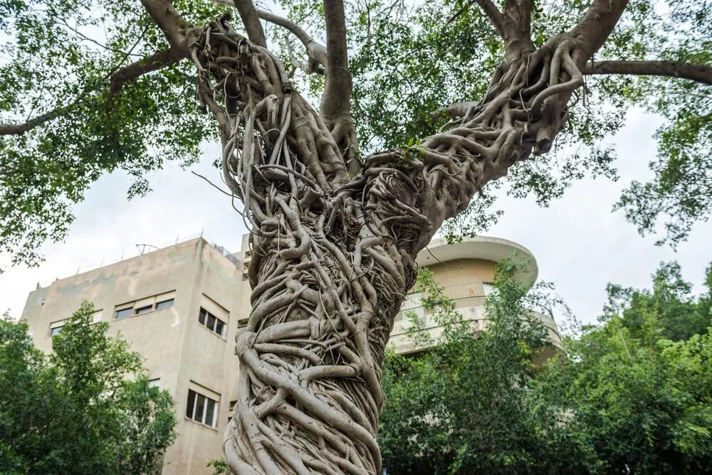 Banyan Tree Seeds - 20 Seeds Ficus benghalensis - Indian Banian for Planting - Low Maintenance Garden Tree