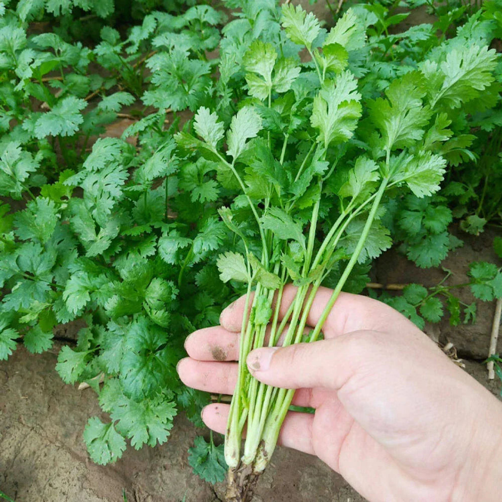 Cilantro Seeds 50+ Non-GMO, Leisure Cilantro, Culinary Herb, Coriandrum sativum, Fast Germination for Garden Planting