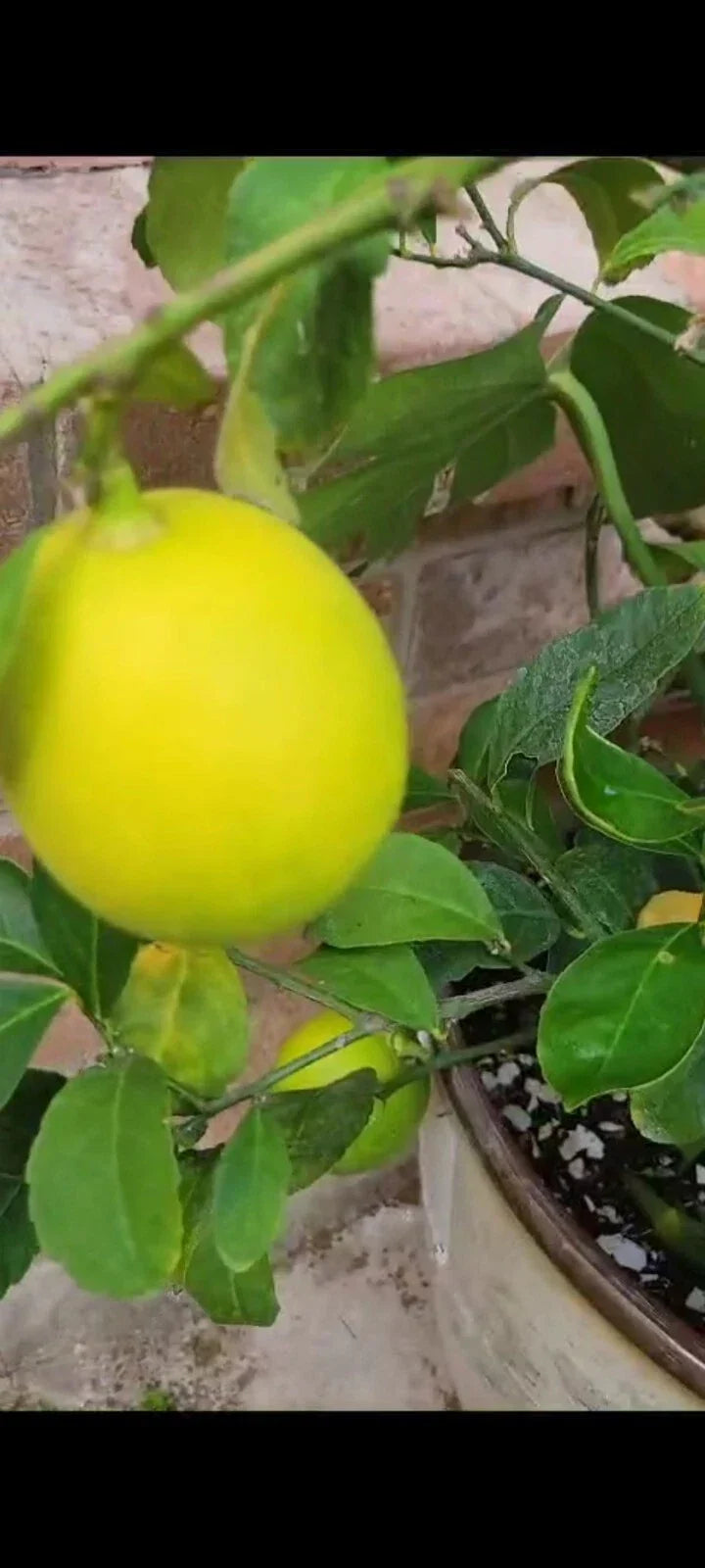 Meyer Lemon Tree - 4 Inch Pot - Fragrant Blooms - Indoor/Outdoor Plant - Citrus × meyeri