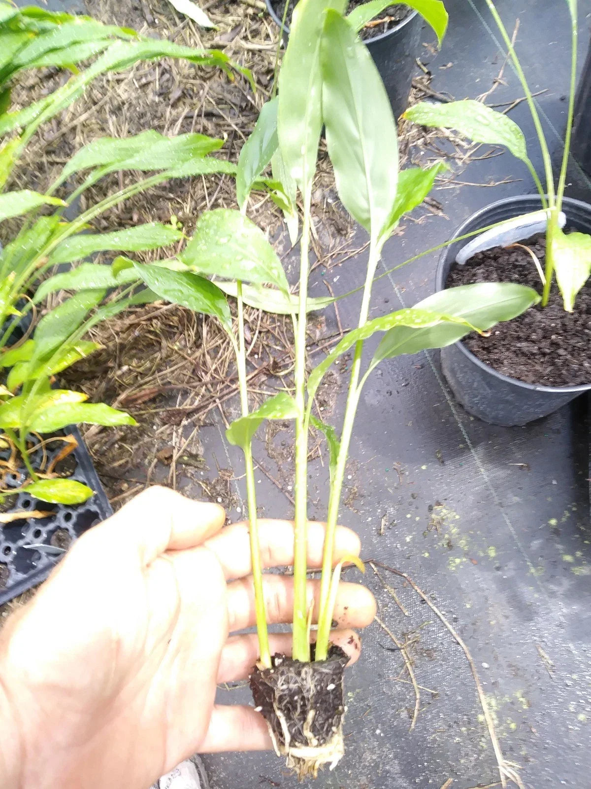 Spicy Thai Ginger Plant Set - 6-8" Rhizomes, Galanga Ginger - Alpinia galanga - 3 Potted Plants, Free Shipping