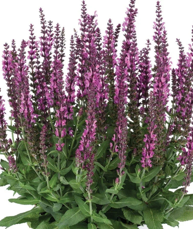 Apex Pink Salvia Plant - 1 Gallon - Pink Flowering Perennial - Salvia nemorosa - Pollinator Friendly Garden Addition