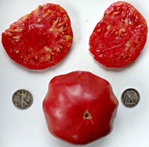 Brandywine Tomato Seed Packets - 25 Seeds Each - Heirloom Pink Red Black Yellow Orange - Solanum lycopersicum