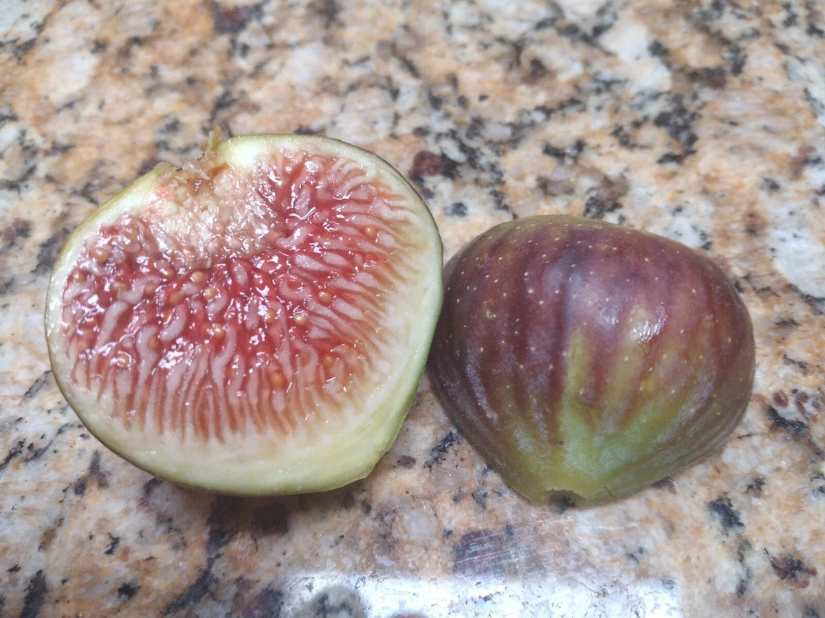 Amore Fig Tree Cuttings - 6-8 Inch Ficus carica - 2 Healthy Fig Plant Cuttings for Home Garden Fruit Plants
