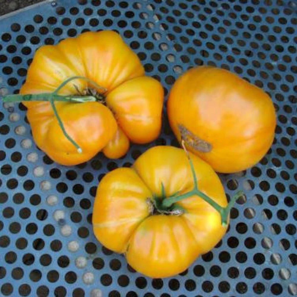 Kentucky Beefsteak Tomato Seeds - 100 Non-GMO Heirloom Seeds - Solanum lycopersicum - Rich Flavor for Home Gardens