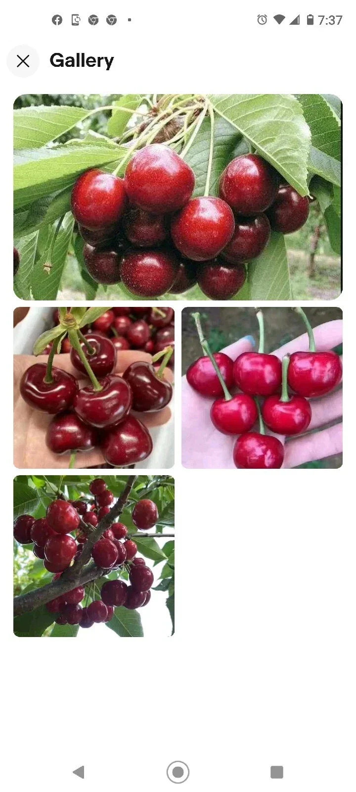Black Cherry Seeds 15 Pack | Prunus serotina | Sweet Edible Fruit | USA Native Tree | Zones 3-9 | Rum Cherry