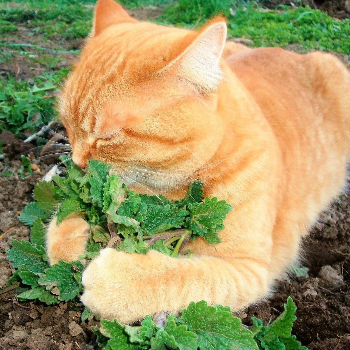 Catnip Seeds Pack - Nepeta Cataria - Organic Catmint for Garden - 2025 Planting - Aromatic Leaves for Cats